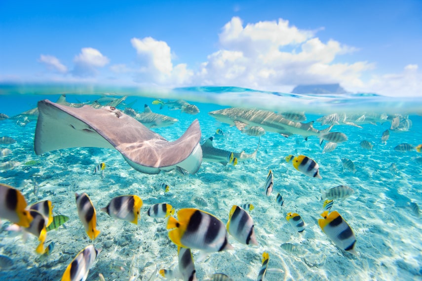 Bora Bora Holiday Picture